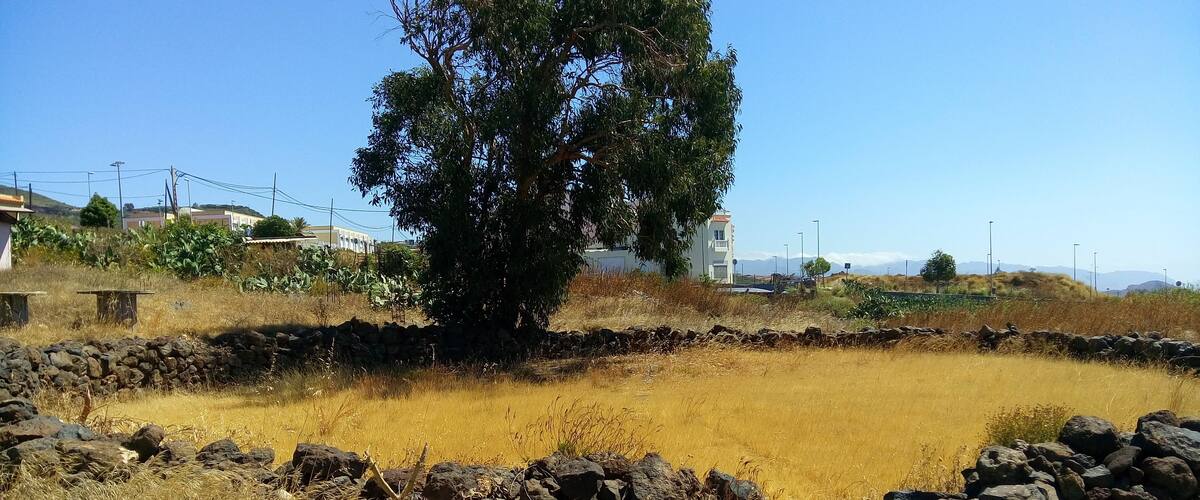 A dry, rocky field with a large tree in the center, surrounded by a stone wall.