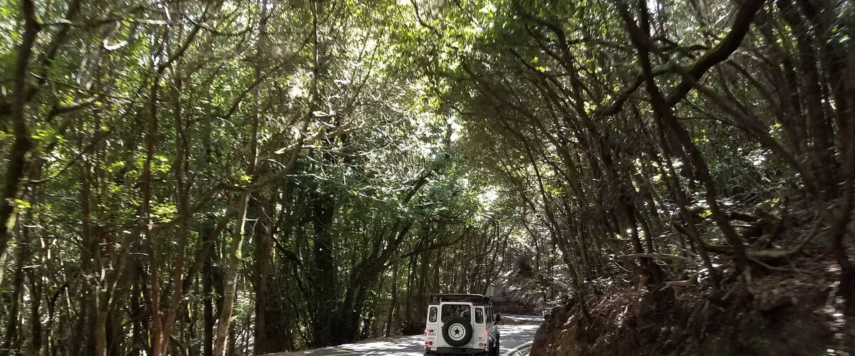 A vehicle driving through a forested area with dense trees and a narrow road.