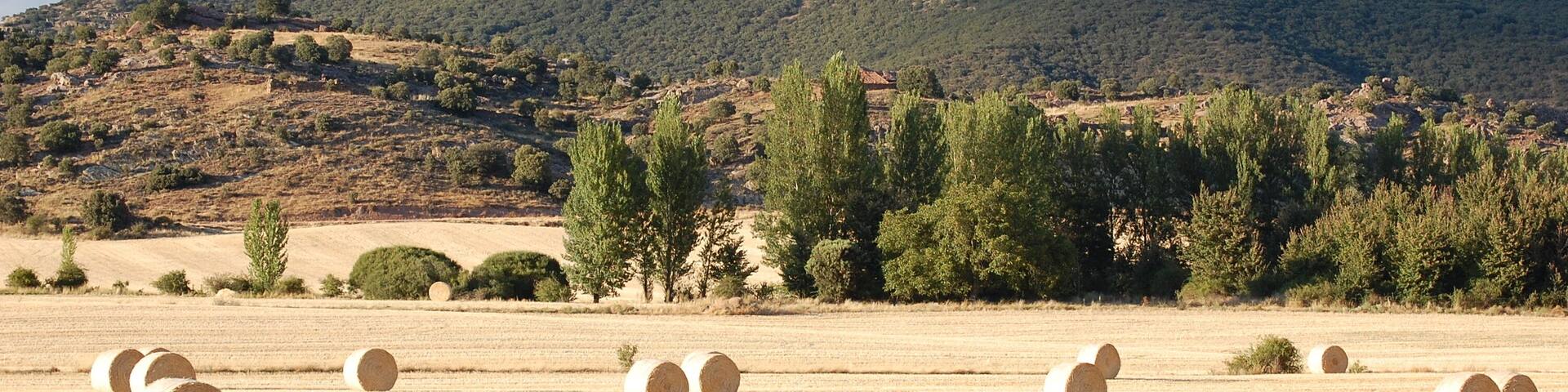A field of hay bales in a rural landscape with a hilly backdrop.
