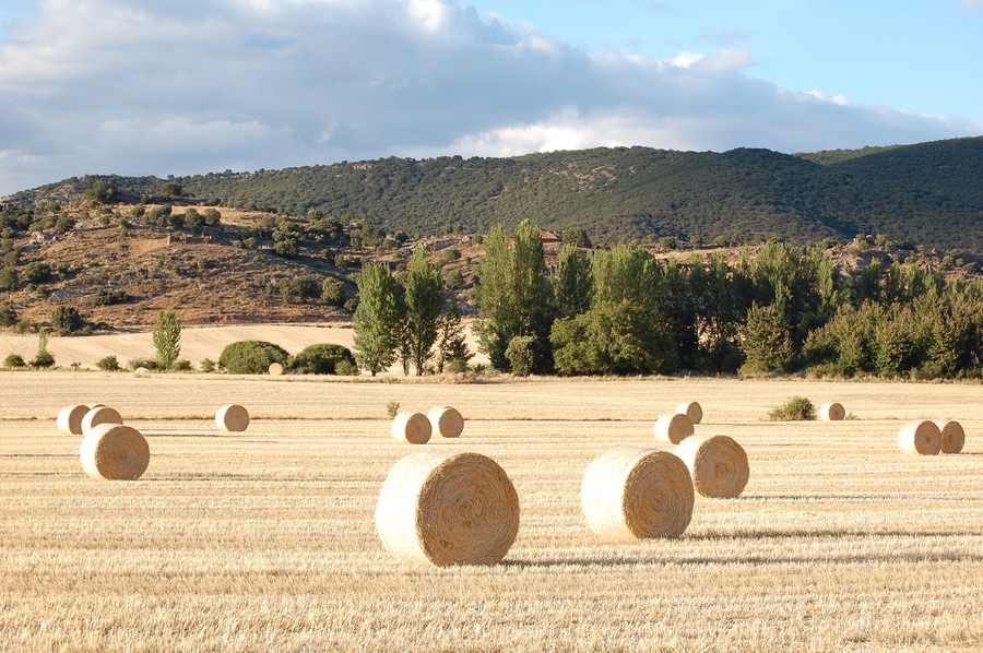 Paja