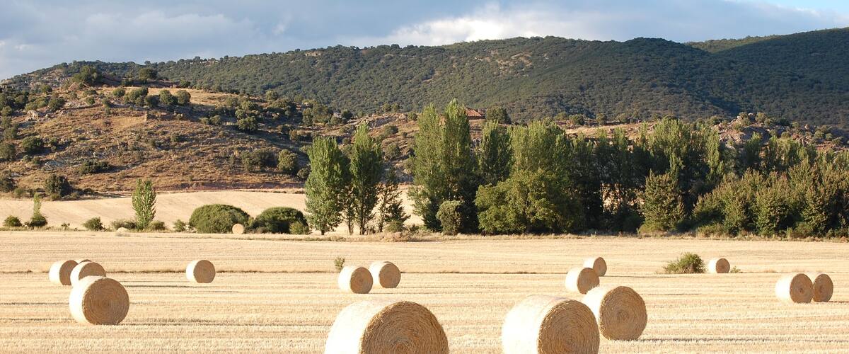A field of hay bales in a rural landscape with a hilly backdrop.
