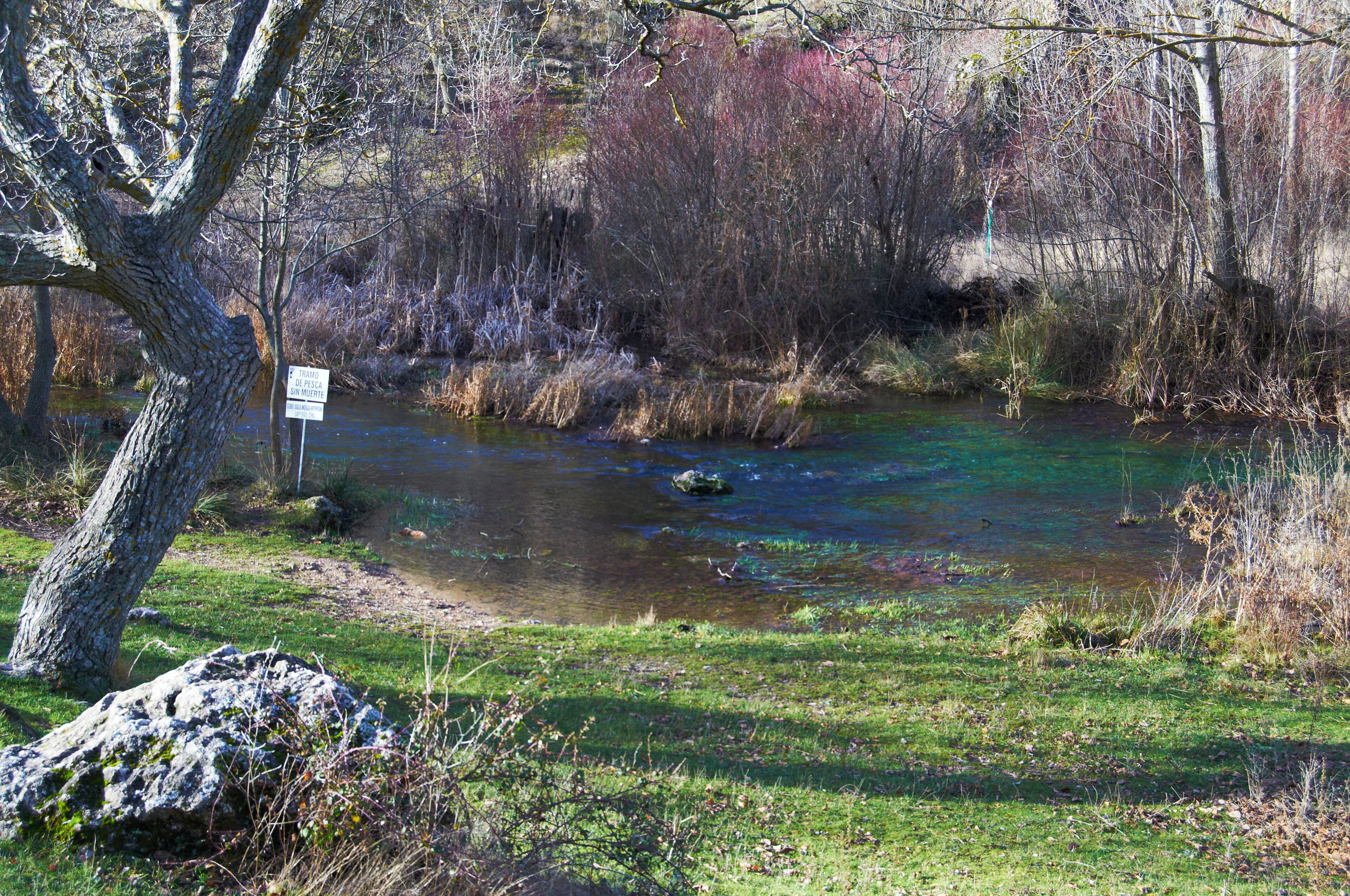 Un río de aguas cristalinas, rodeado de árboles y arbustos.