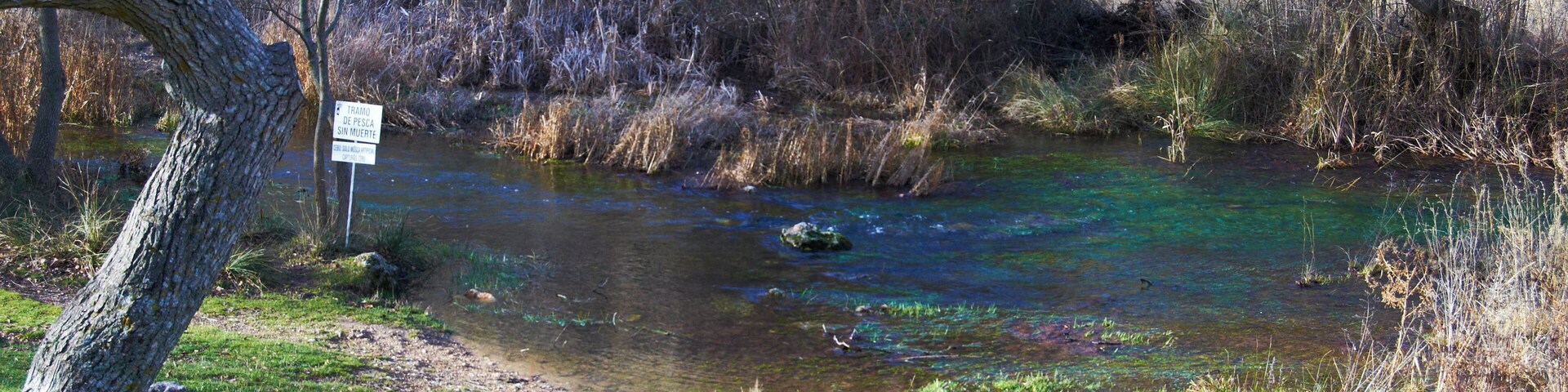 Un río de aguas cristalinas, rodeado de árboles y arbustos.