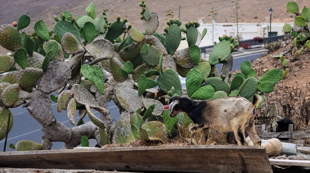Goat in Mancha Blanca, Lanzarote.