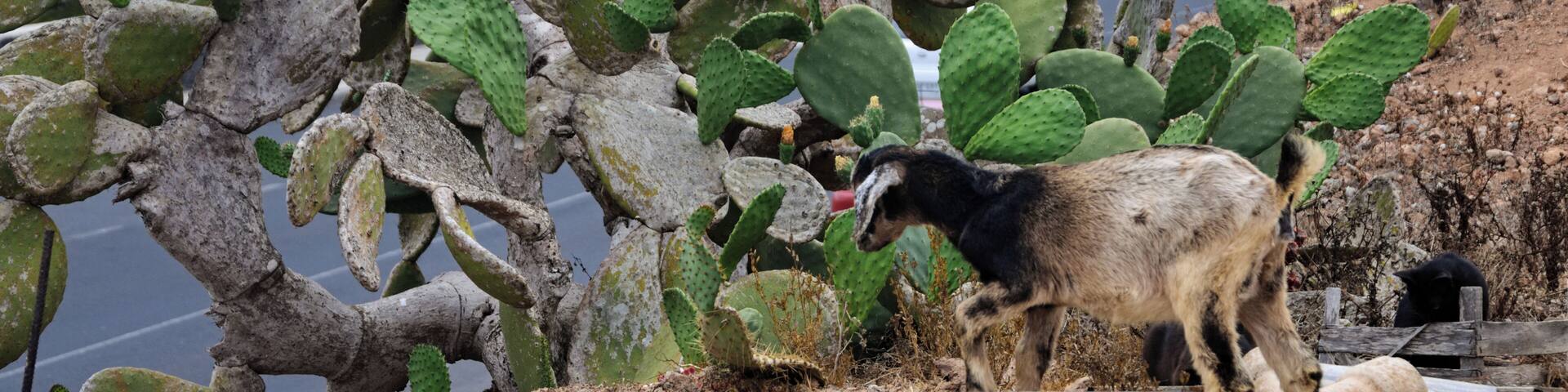 Goat in Mancha Blanca, Lanzarote.
