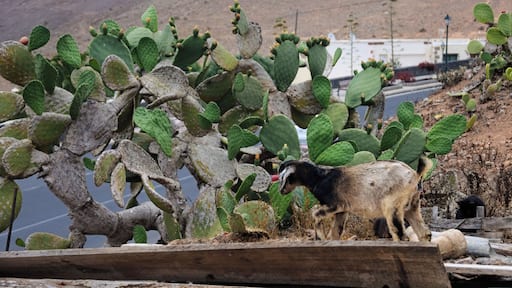 Goat in Mancha Blanca, Lanzarote.