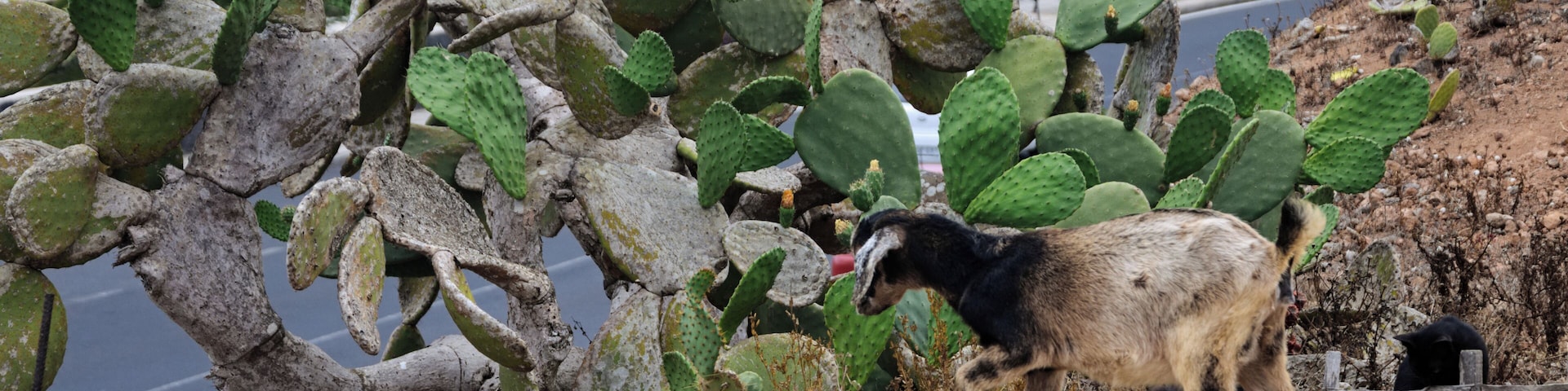 Goat in Mancha Blanca, Lanzarote.