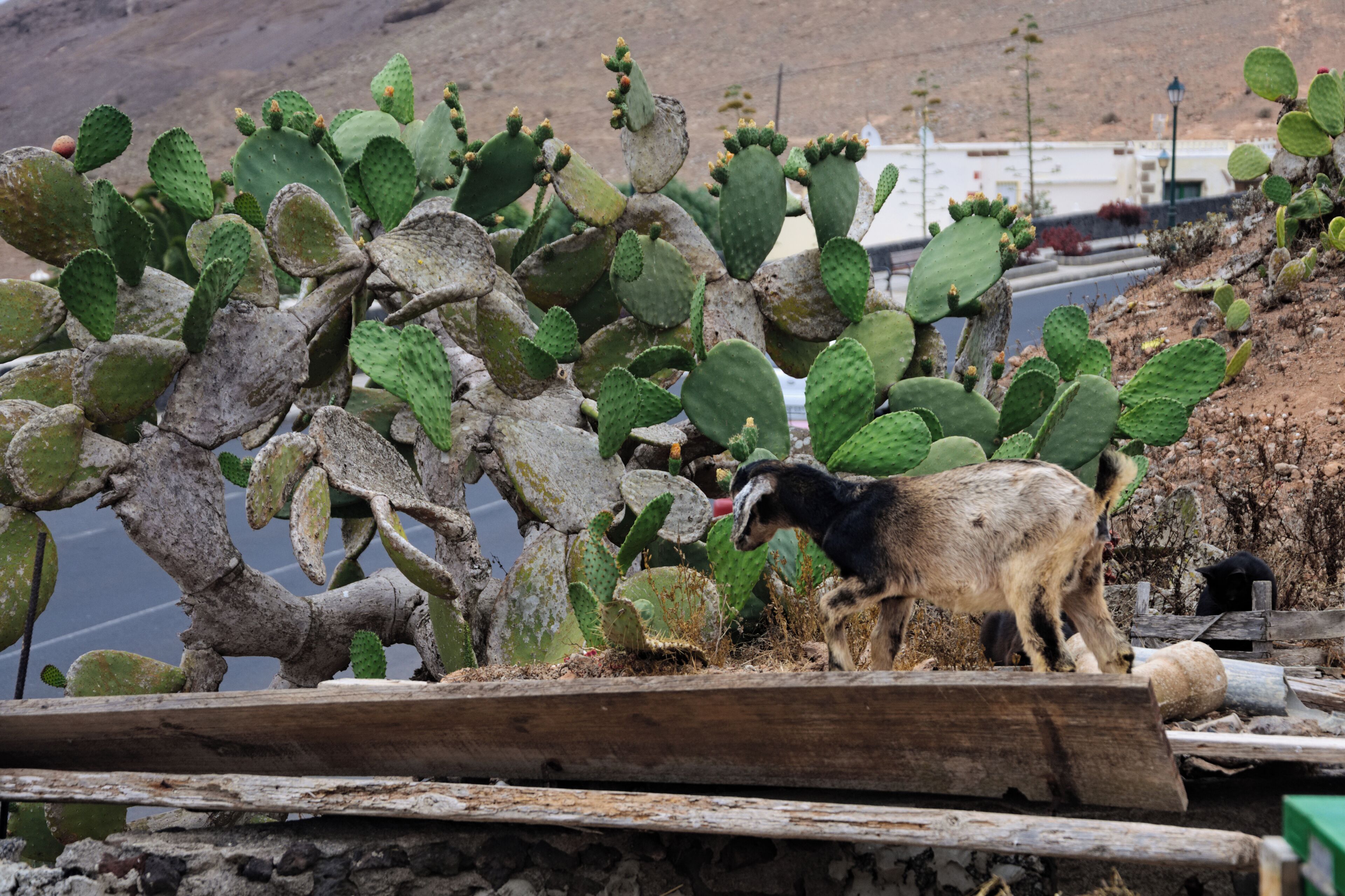 A desert landscape with a large cactus and a goat grazing.
