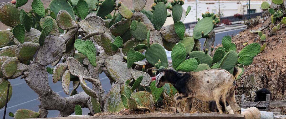 A desert landscape with a large cactus and a goat grazing.