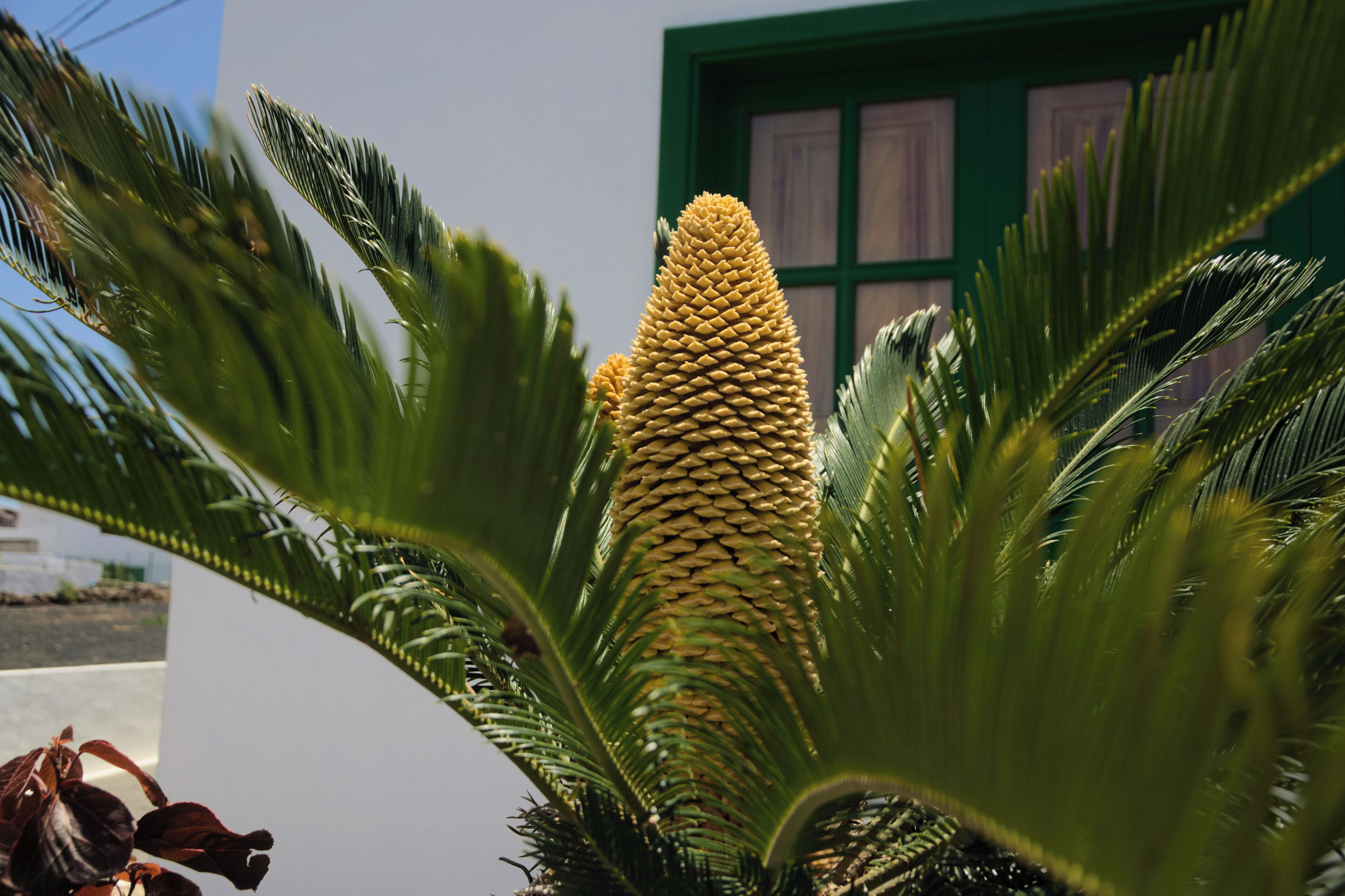 Palm Tree in Mancha Blanca, Lanzarote.
