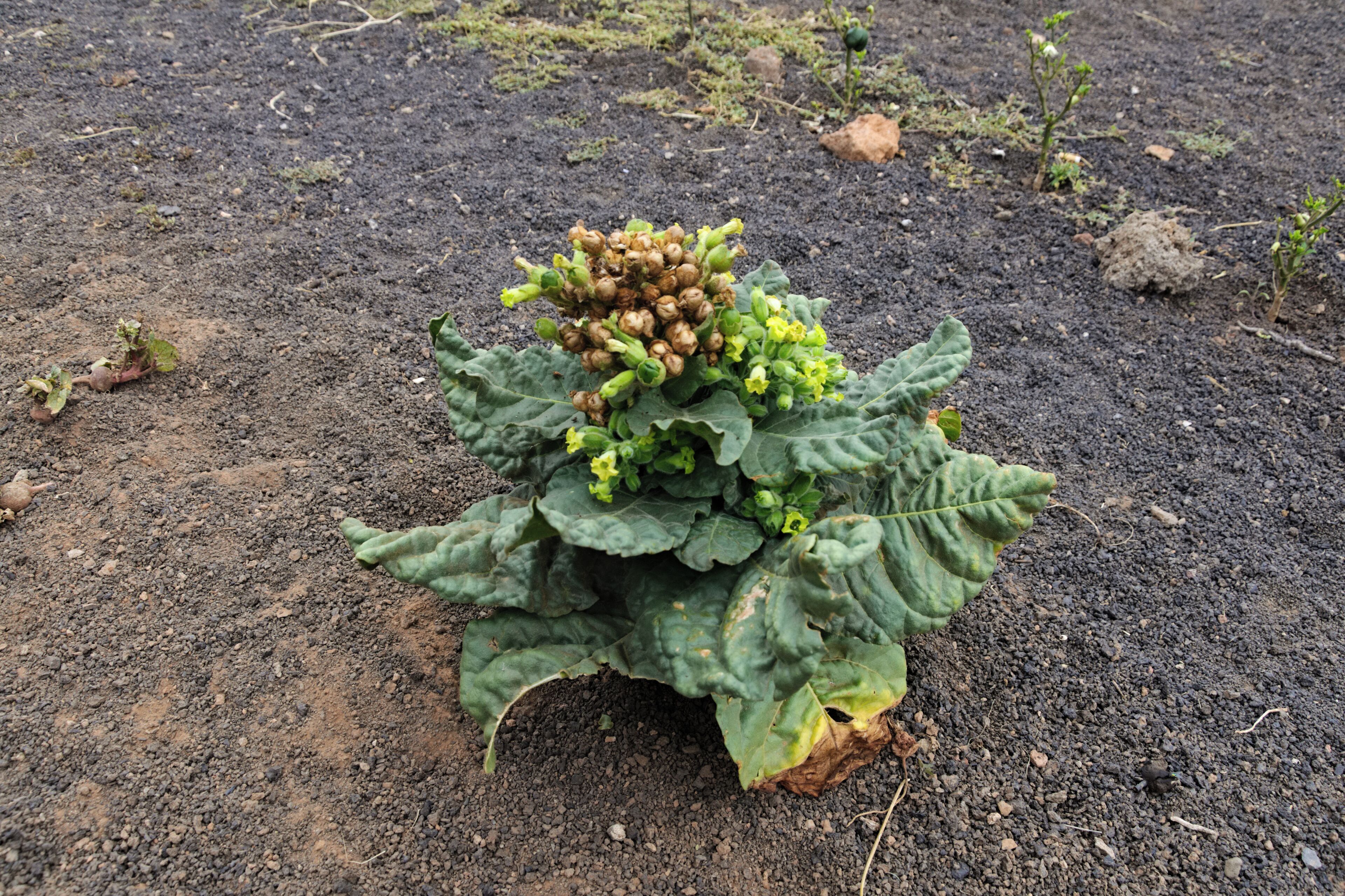 Tobacco plant in Mancha Blanca, Lanzarote.