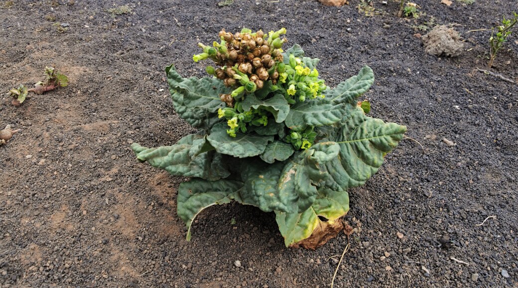 Tobacco plant in Mancha Blanca, Lanzarote.