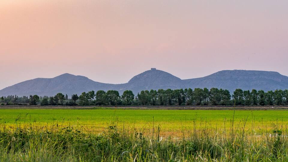 Los campos de arroz verdes frente a la montaña del Montgrí durante una tarde de verano en Pals, Baix Empordà, Girona, Cataluña, España.