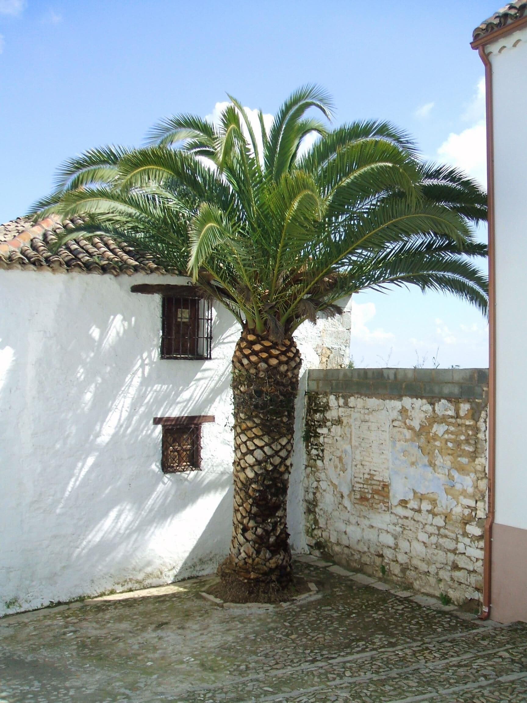 Rincón callejero en Úbeda (Jaén, Andalucía, España)