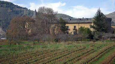 A vineyard with rows of grapevines and a building with a tower in the background.