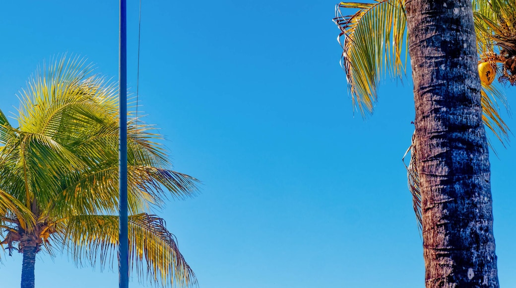 คิงชิลล์