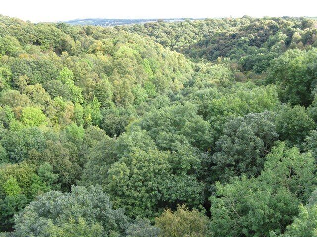 Hown's Gill Looking down the Gill from the viaduct carrying the Waskerley Way. An extensive expanse of mainly birch and ash wood.
