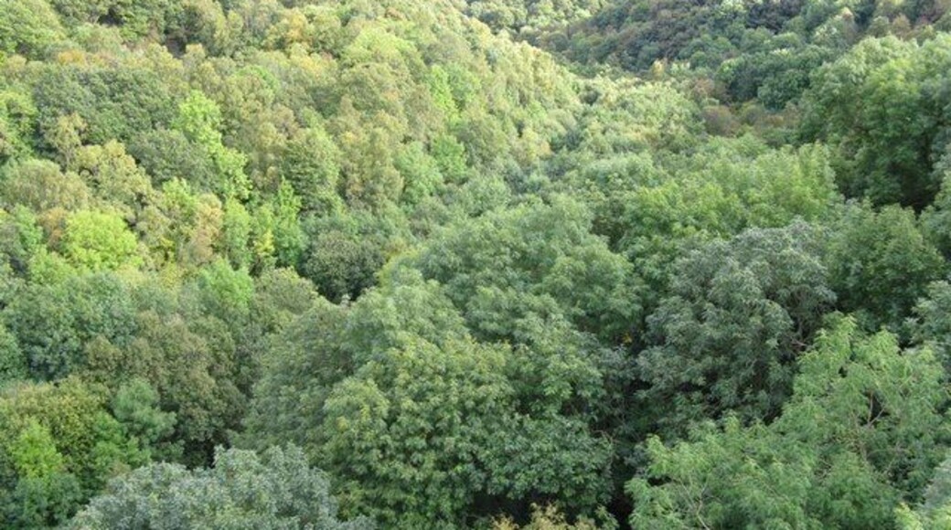Hown's Gill Looking down the Gill from the viaduct carrying the Waskerley Way. An extensive expanse of mainly birch and ash wood.