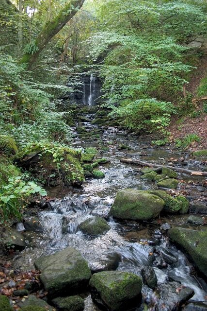 A forest stream with rocks and ferns.