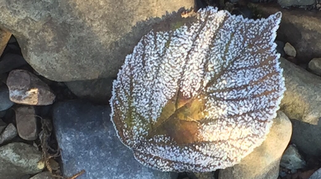 Icy leaf #winterwonders