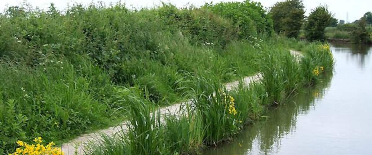 Towpath by the Oxford Canal near Ansty, Warwickshire The towpath is in such good condition here that it surely was restored in very recent years. The evenly spread clumps of yellow monkeyflowers would suggest deliberate introduction, though these alien plants (brought in from North America in 1826) now grow wild by many lakes, rivers, canals and streams.