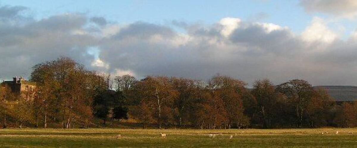 A rural landscape with a field of grazing sheep, trees, and a distant building.