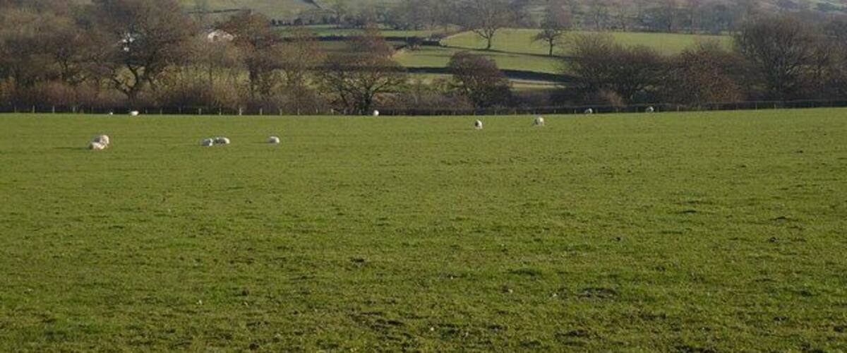 A green field with sheep and a hill in the background.