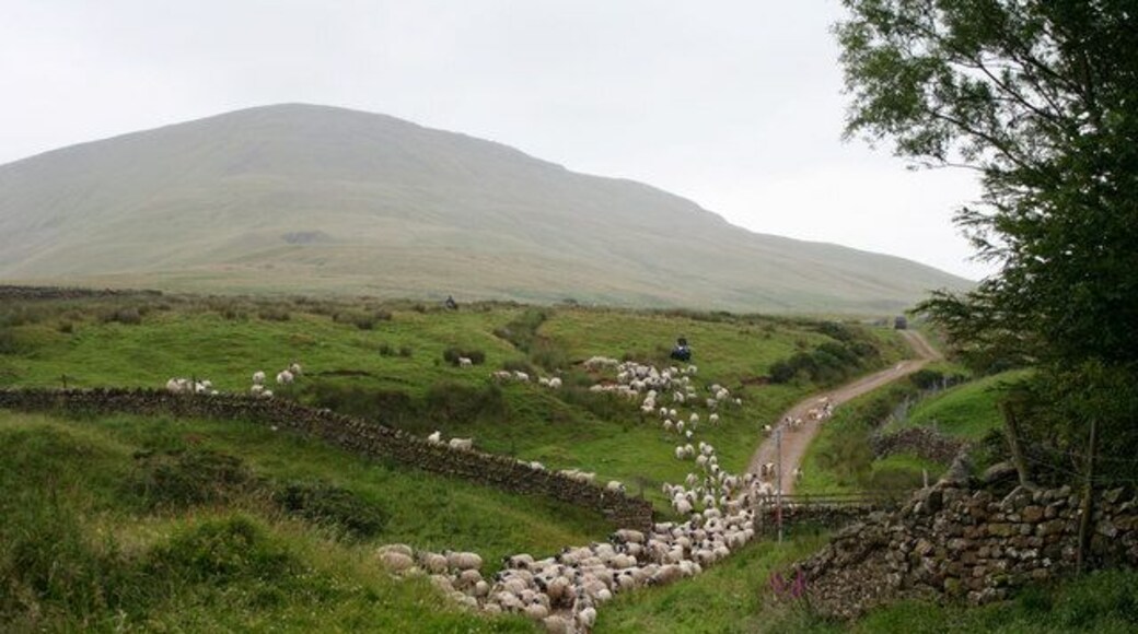 Sheep in Scordale Moving sheep on a damp day in July.