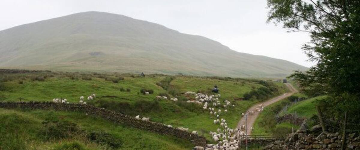 Sheep in Scordale Moving sheep on a damp day in July.