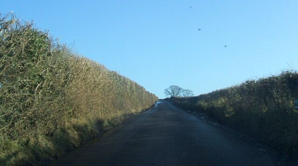 High hedges between Colby and Appleby