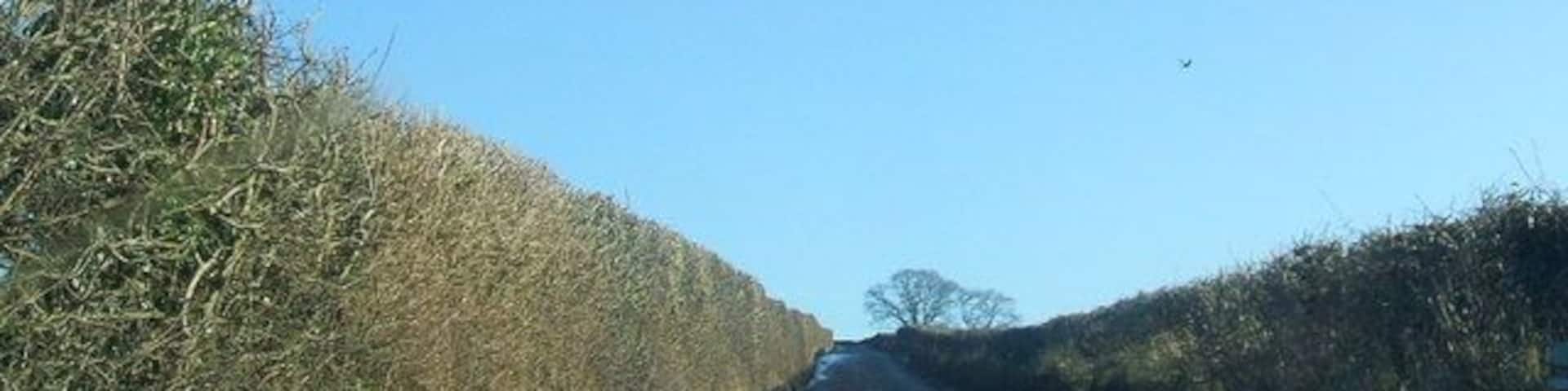 High hedges between Colby and Appleby