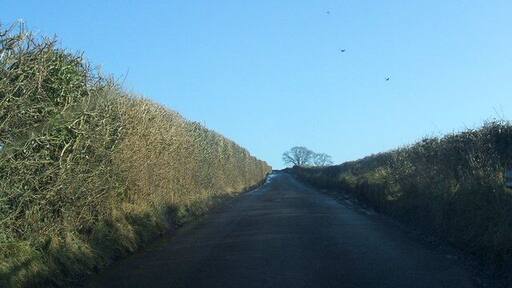 High hedges between Colby and Appleby
