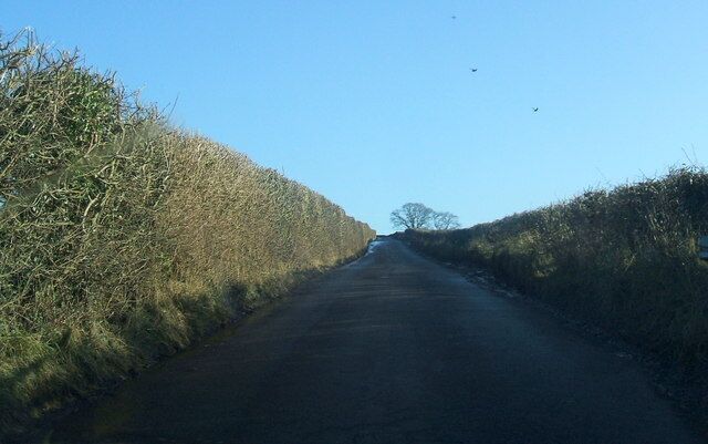 A narrow rural road flanked by dense hedgerows under a clear blue sky.