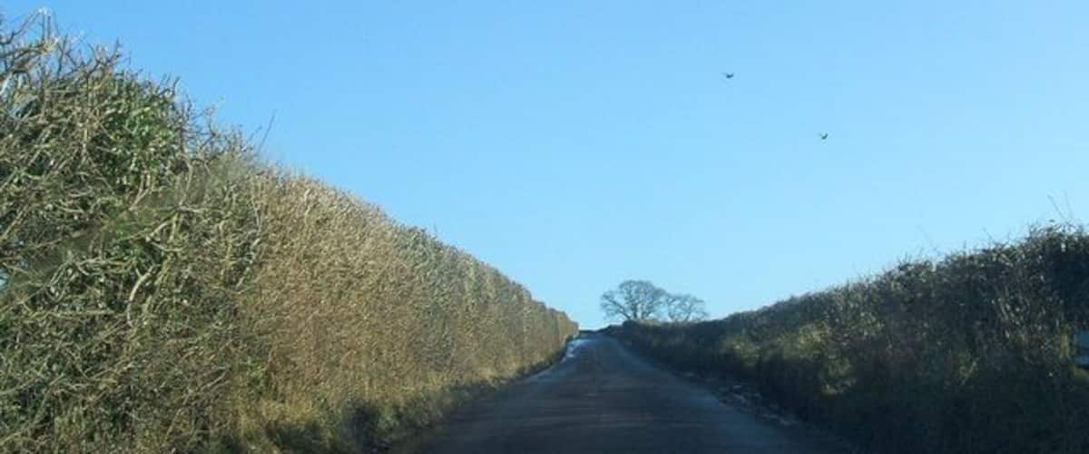A narrow rural road flanked by dense hedgerows under a clear blue sky.