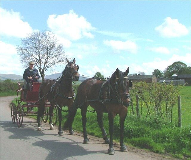 Brampton. Carriage riding on the quiet country lanes in the Eden Valley