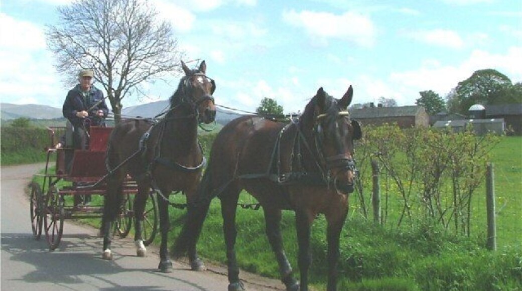 Brampton. Carriage riding on the quiet country lanes in the Eden Valley