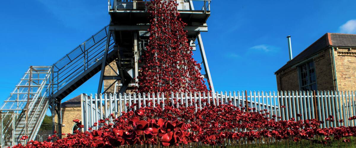A grassy area with a white picket fence and a large pile of red flowers.