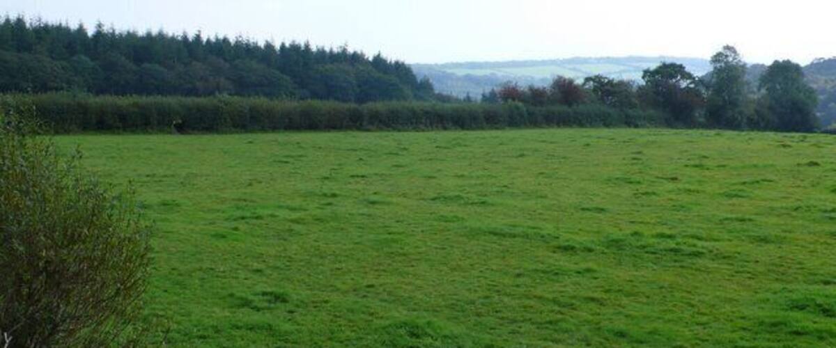 A green field with a forest in the background.