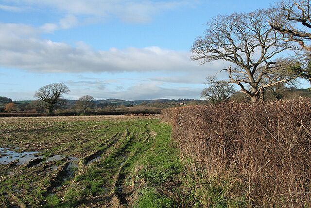 Musbury: near Millands Farm Looking west-north-west across farmland in the Axe valley