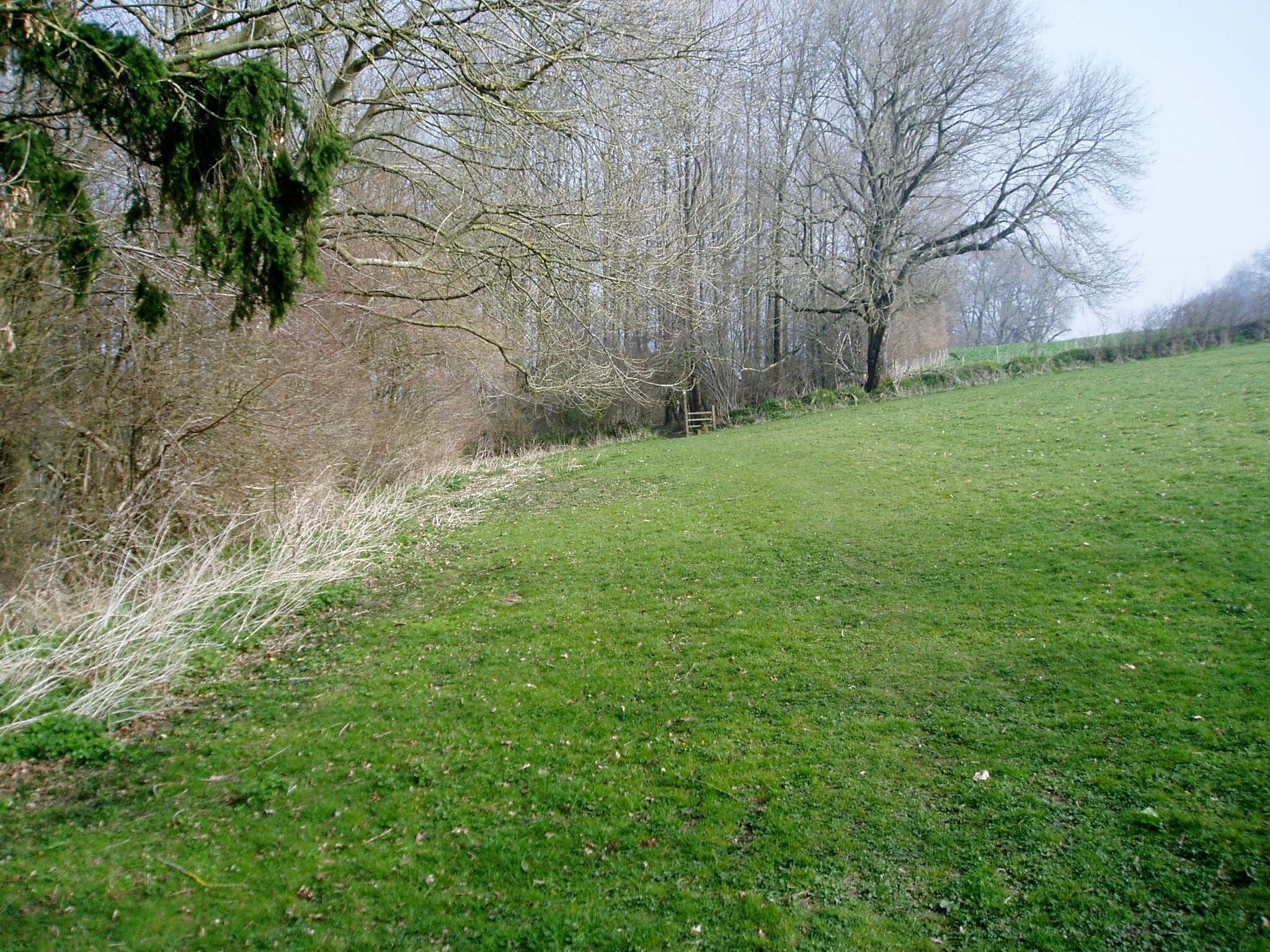 A grassy field with trees and a fence.