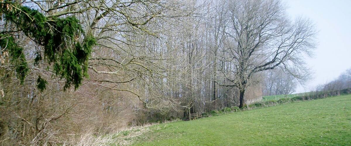 A grassy field with trees and a fence.