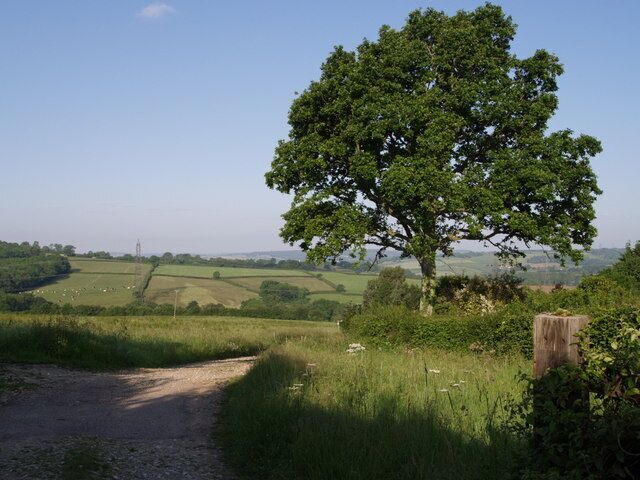 A rural landscape with a dirt path, a large tree, and rolling fields.