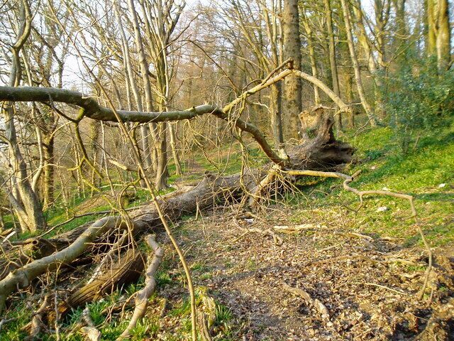 Tree down in Yarty Copse Fallen tree blocking bridleway.