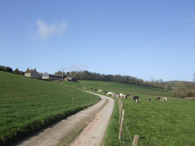Greatwood Farm The Holsteins are out of doors at this dairy farm north of Axminster.