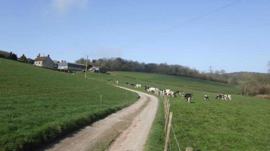 Greatwood Farm The Holsteins are out of doors at this dairy farm north of Axminster.