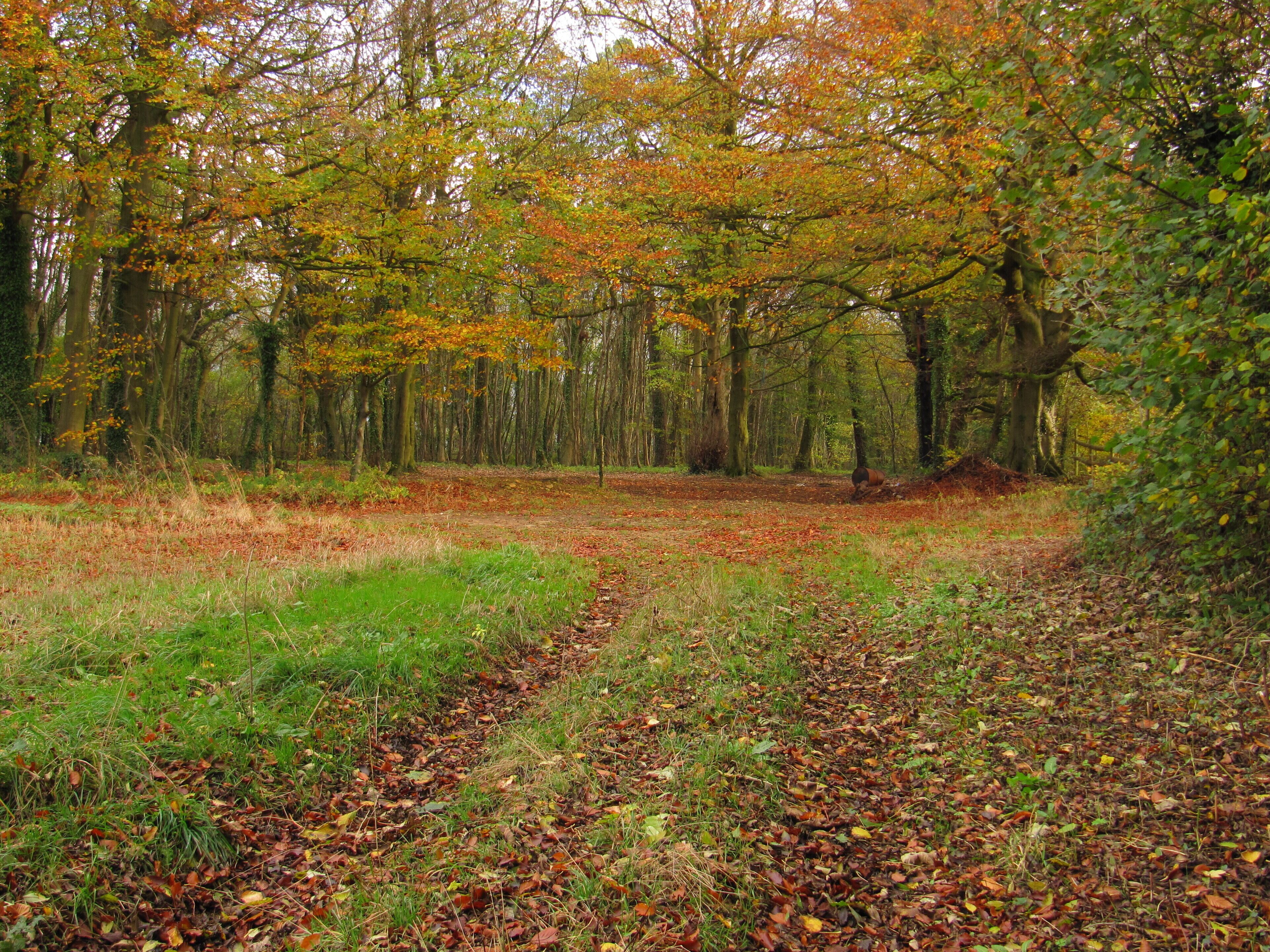 Bodkin Hazel Wood. Woodland on bridleway just off A46 at Petty France, Dunkirk South Gloucestershire.