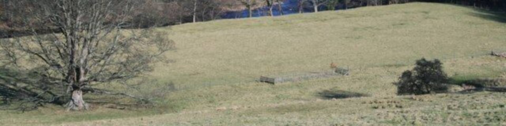 River Tees From Mortham