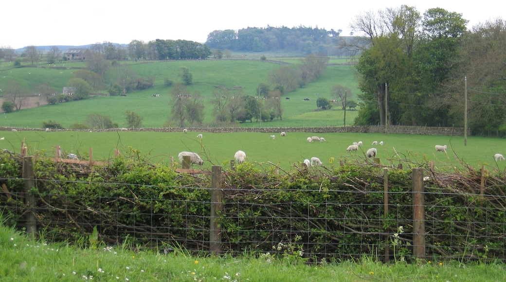 Recently Laid Hedge A good example of a traditionally managed hedgerow which had been recently laid. Hedge on boundary between Bowes Village Hall car park & adjacent field.