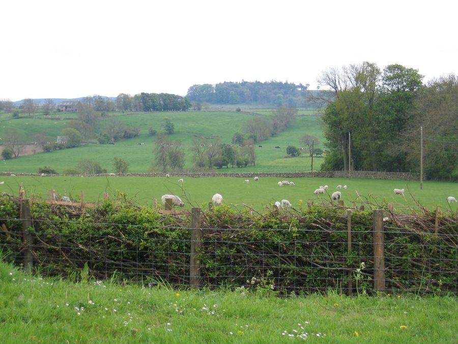 Recently Laid Hedge A good example of a traditionally managed hedgerow which had been recently laid. Hedge on boundary between Bowes Village Hall car park & adjacent field.
