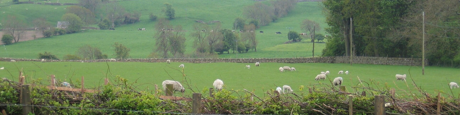 Recently Laid Hedge A good example of a traditionally managed hedgerow which had been recently laid. Hedge on boundary between Bowes Village Hall car park & adjacent field.